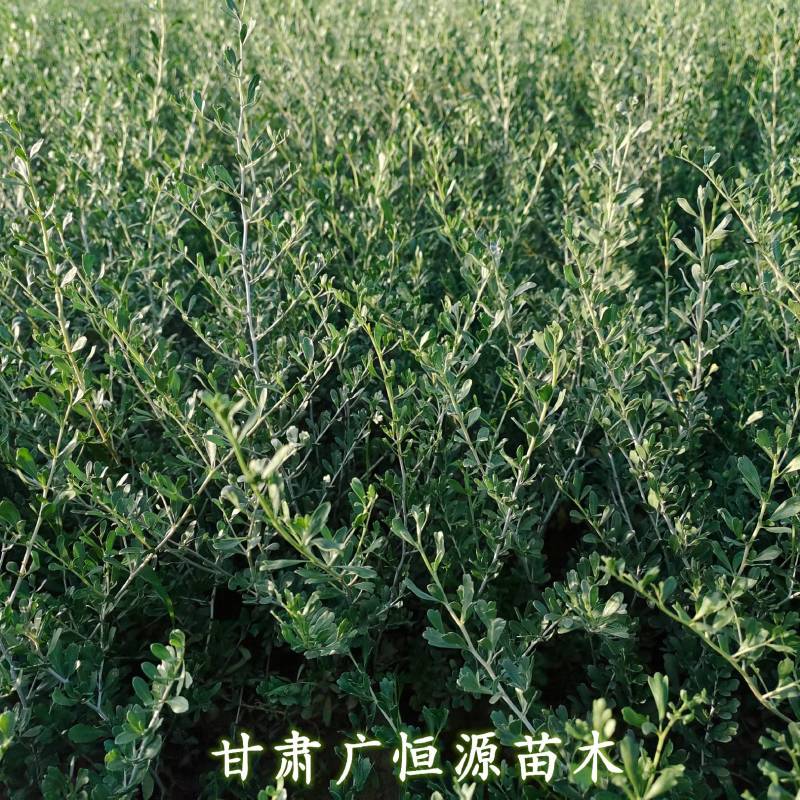 白刺苗基地白刺苗供应商白刺价格