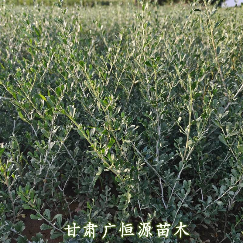 白刺苗基地白刺苗供应商白刺价格