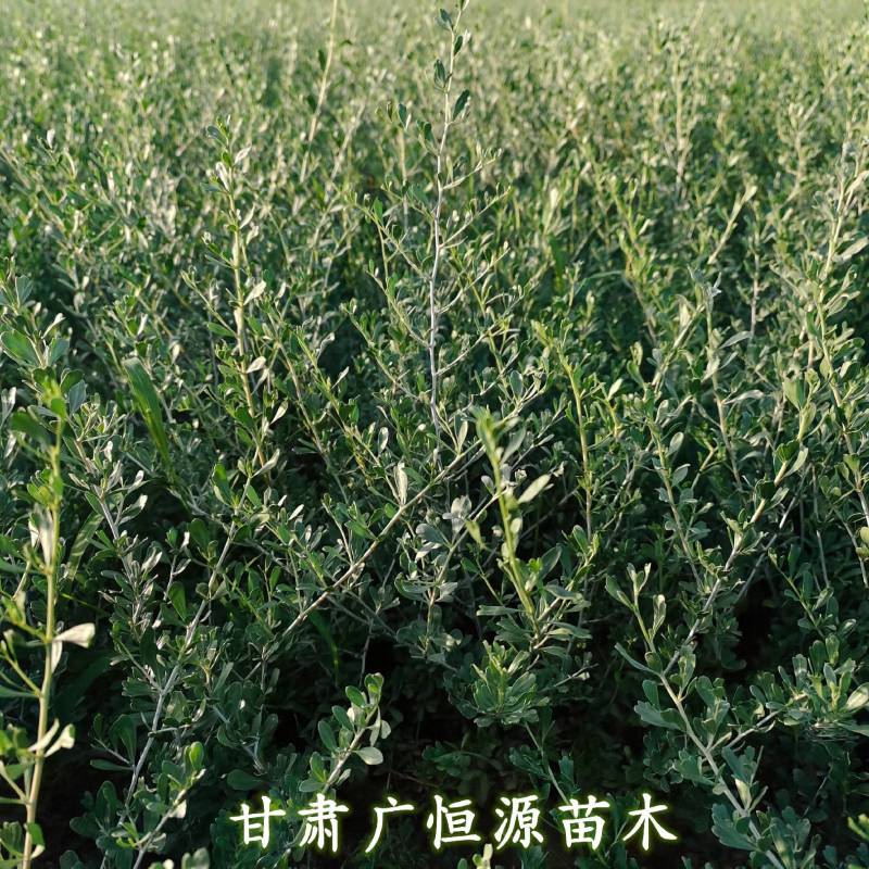 白刺苗基地白刺苗供应商白刺价格