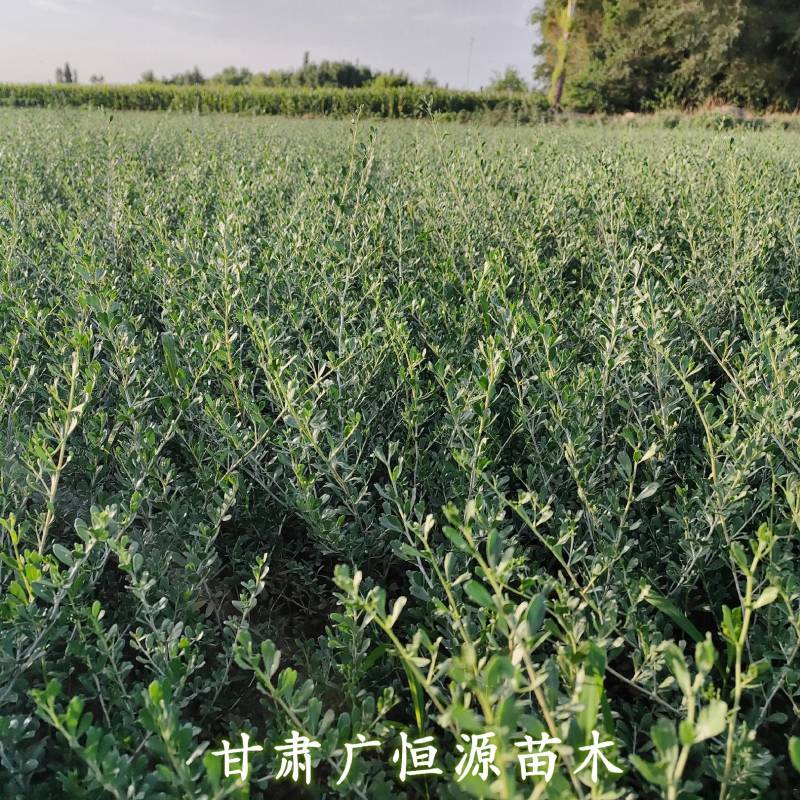 白刺苗基地白刺苗供应商白刺价格