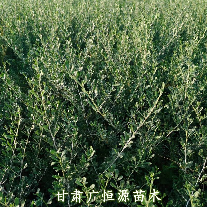 白刺苗基地白刺苗供应商白刺价格
