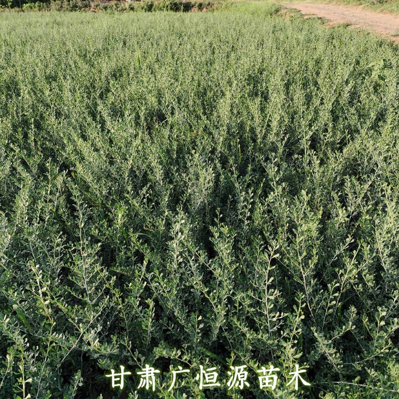 白刺苗基地白刺苗供应商白刺价格