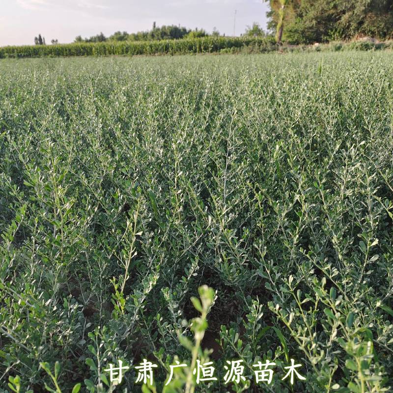 白刺苗基地白刺苗供应商白刺价格