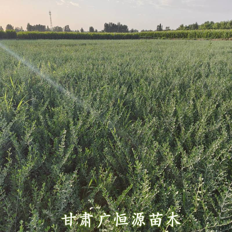 白刺苗基地白刺苗供应商白刺价格
