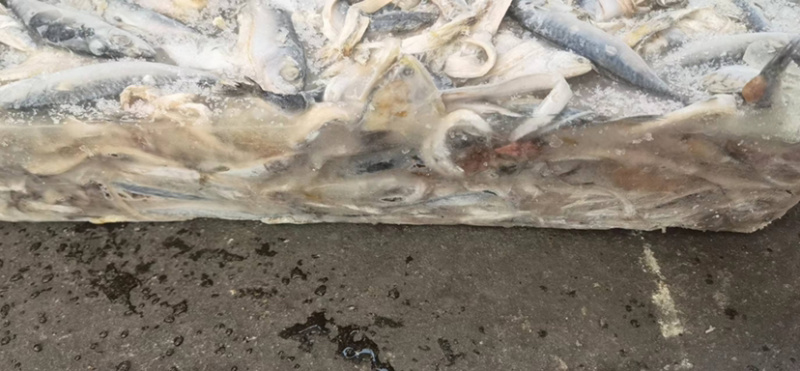 杂鱼饲料19斤下盘➕三斤水