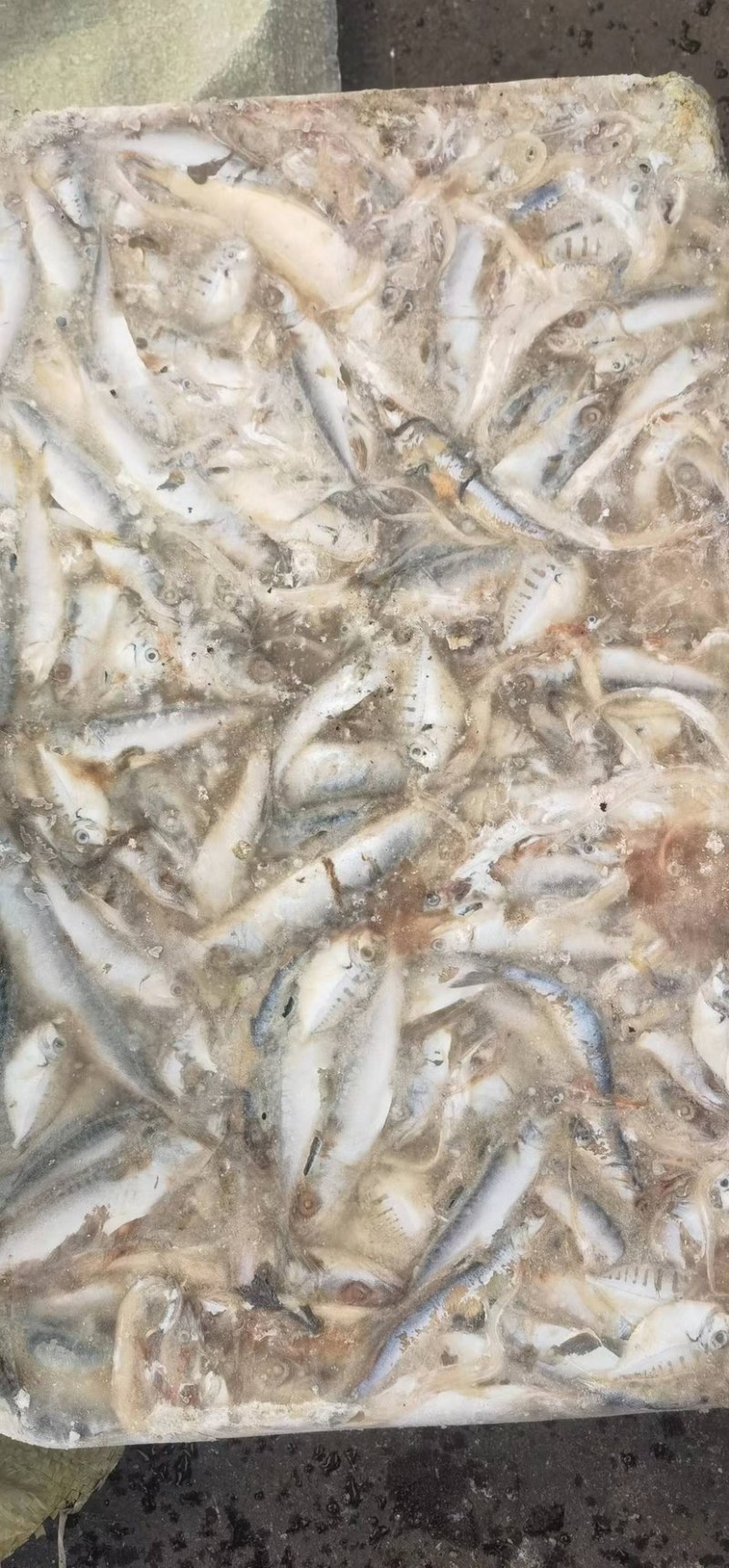 杂鱼饲料19斤下盘➕三斤水