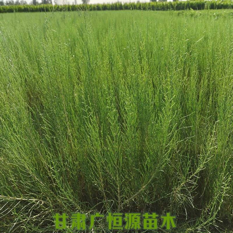 梭梭苗基地梭梭苗价格梭梭苗供应商