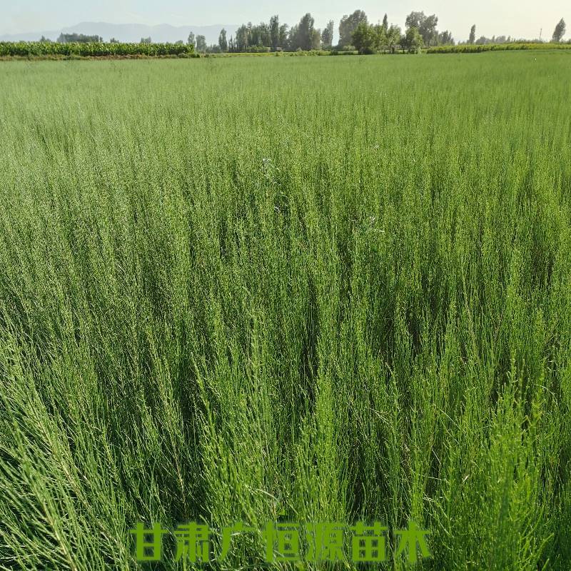 梭梭苗基地梭梭苗价格梭梭苗供应商