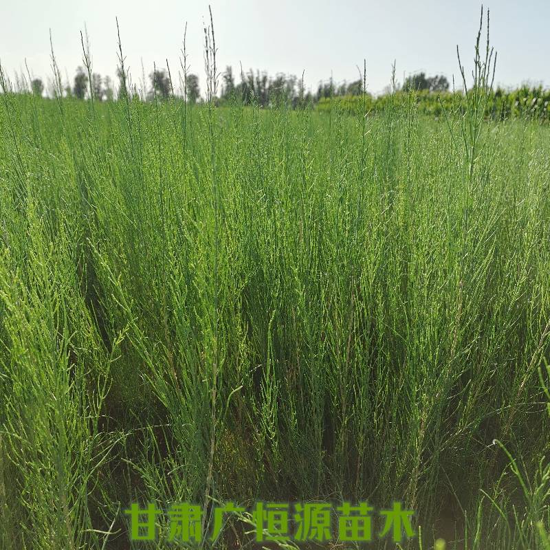梭梭苗基地梭梭苗价格梭梭苗供应商