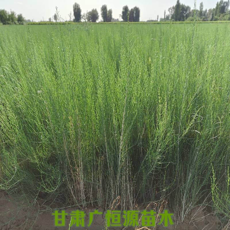 梭梭苗基地梭梭苗价格梭梭苗供应商