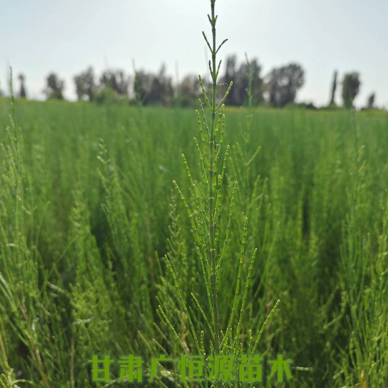 梭梭苗基地梭梭苗价格梭梭苗供应商