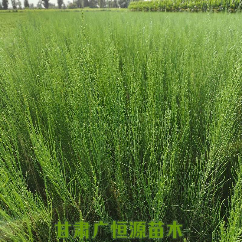 梭梭苗基地梭梭苗价格梭梭苗供应商