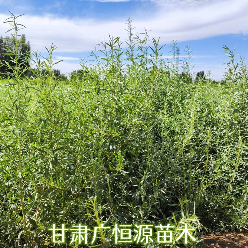 四翅滨藜基地四翅滨藜产地四翅滨藜苗供应商