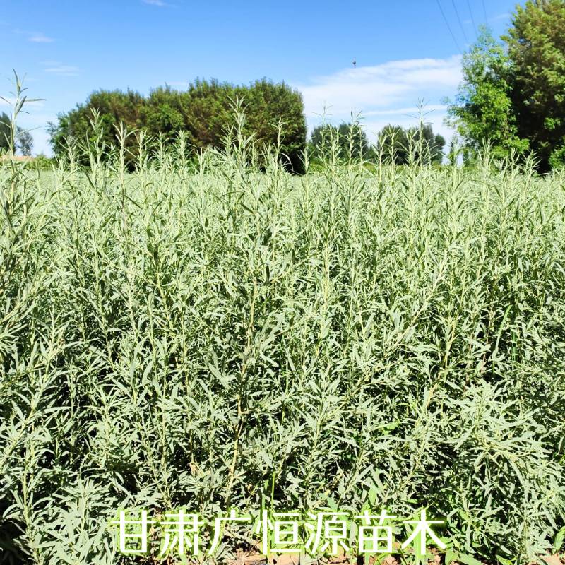 四翅滨藜基地四翅滨藜产地四翅滨藜苗供应商