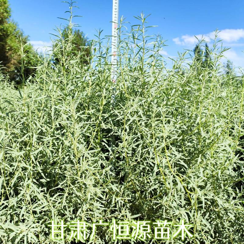 四翅滨藜基地四翅滨藜产地四翅滨藜苗供应商