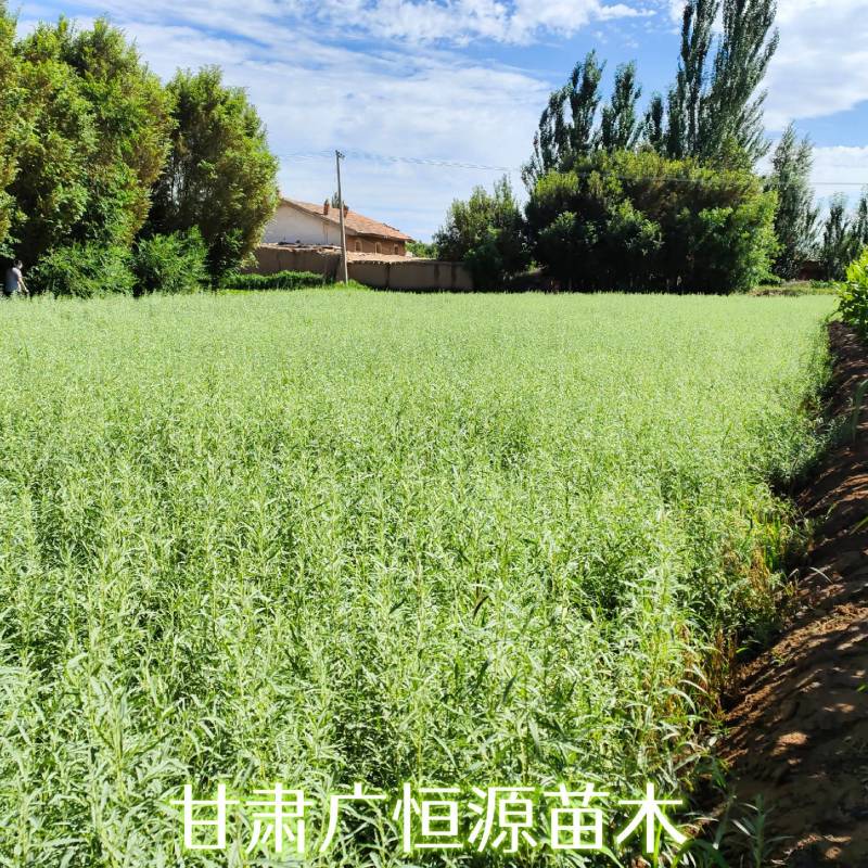 四翅滨藜基地四翅滨藜产地四翅滨藜苗供应商