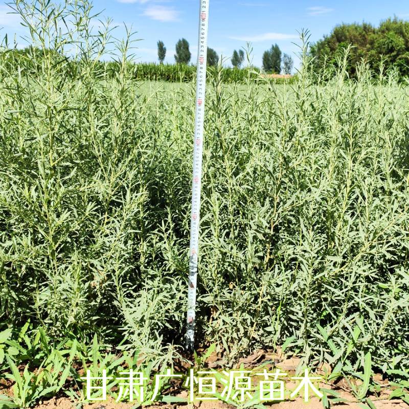 四翅滨藜基地四翅滨藜产地四翅滨藜苗供应商