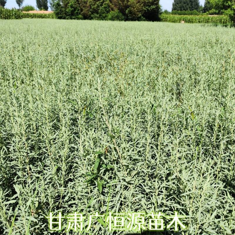 四翅滨藜基地四翅滨藜产地四翅滨藜苗供应商