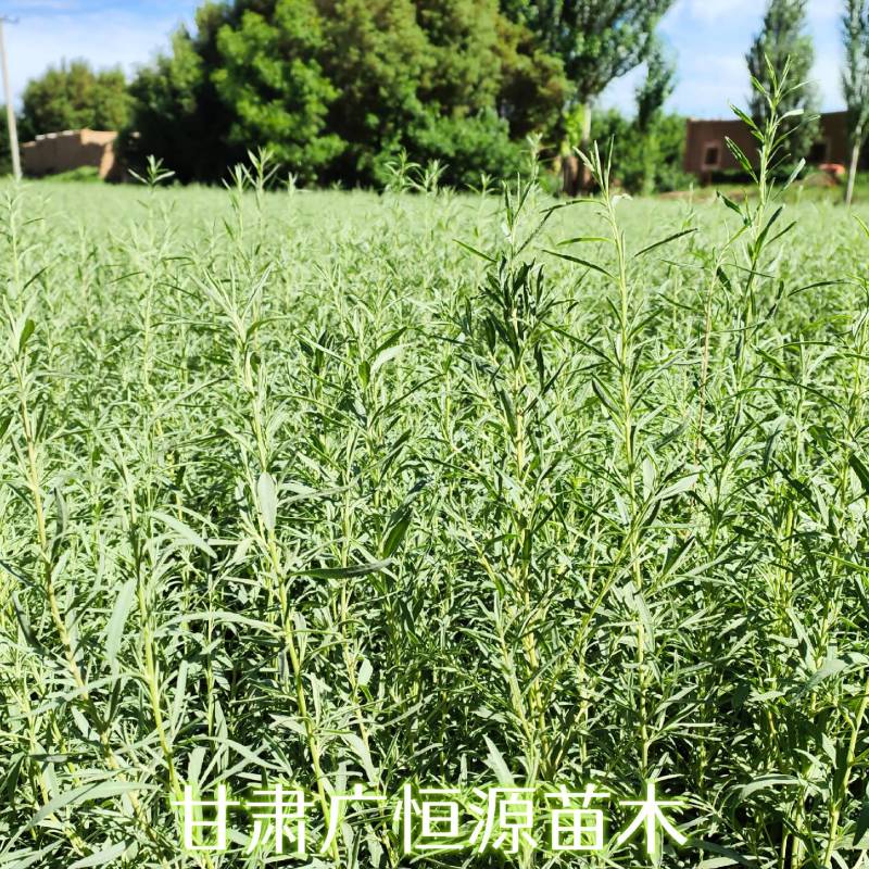 四翅滨藜基地四翅滨藜产地四翅滨藜苗供应商