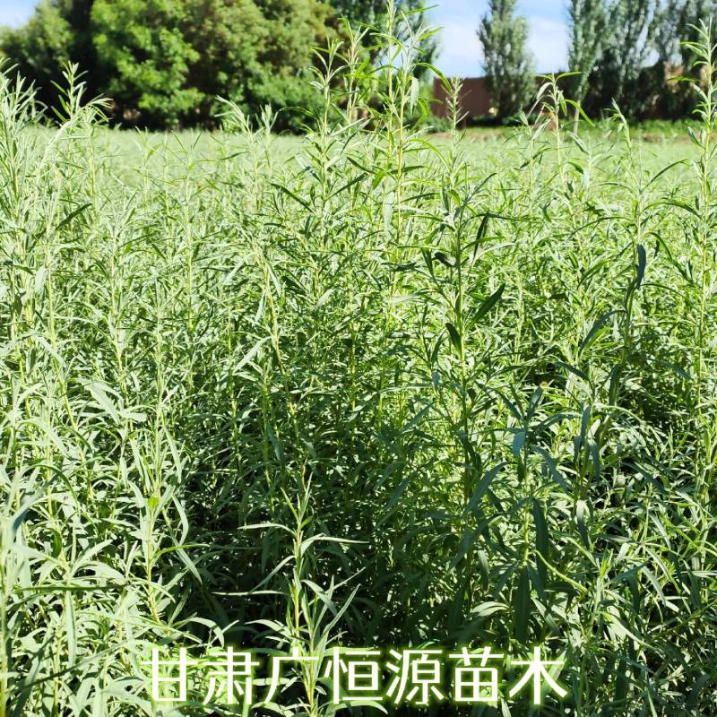四翅滨藜基地四翅滨藜产地四翅滨藜苗供应商