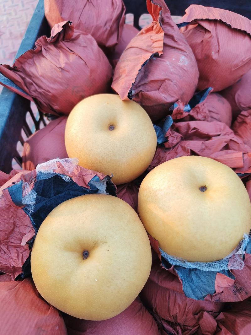 光果圆皇梨产地直销、货源充足口感脆甜。果行端正全国代发。