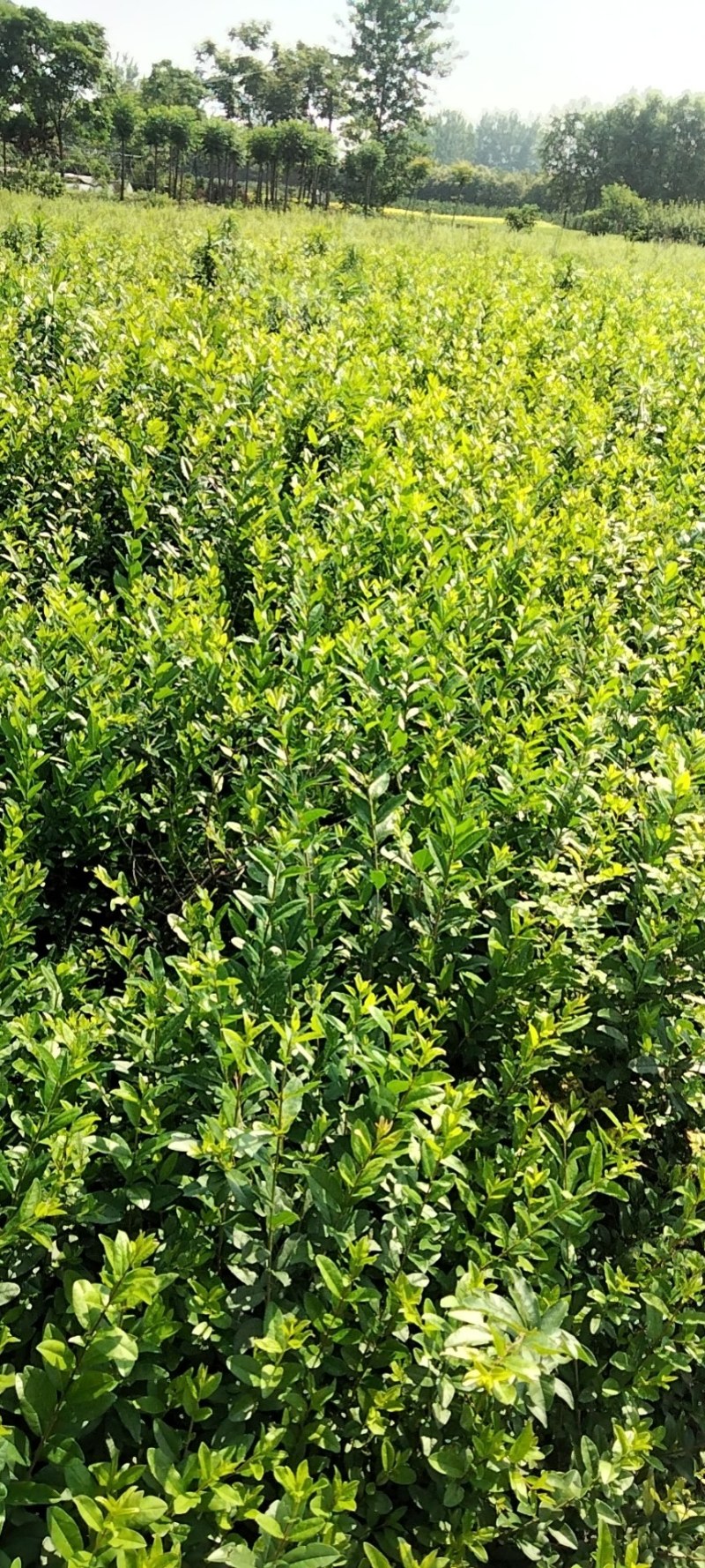绿化苗水蜡，工程用苗，装怀用苗，