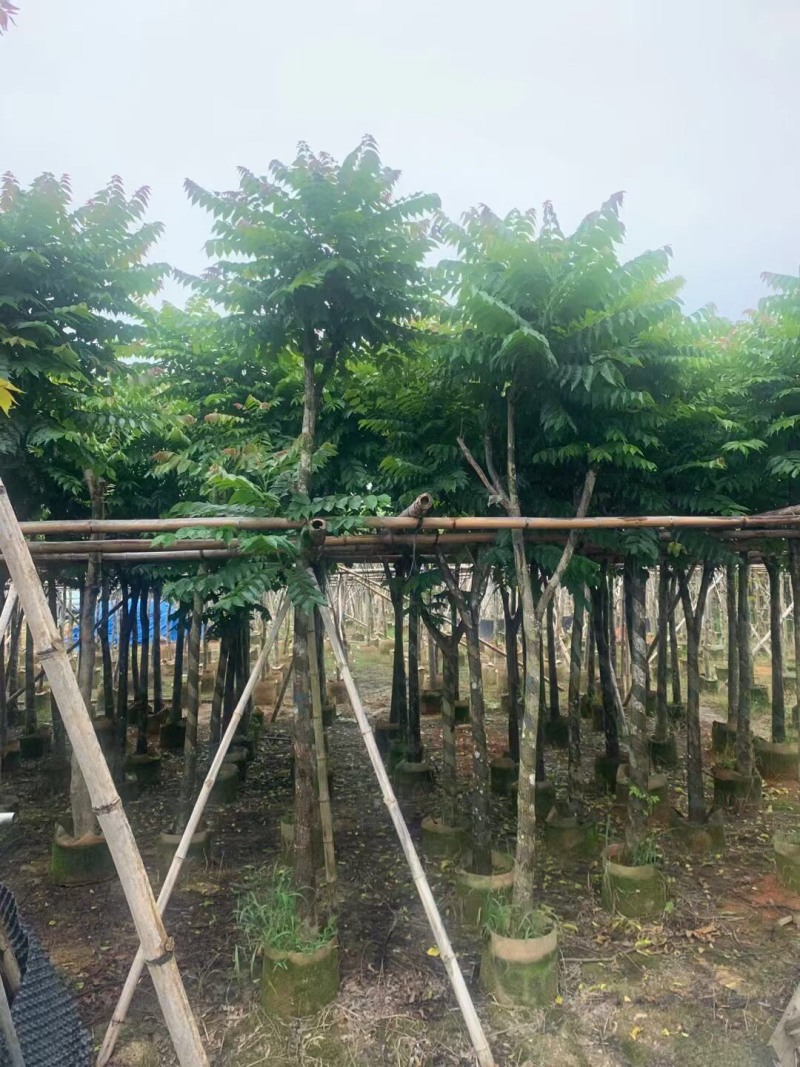 麻楝各种规格大量现货供应欢迎来电咨询
