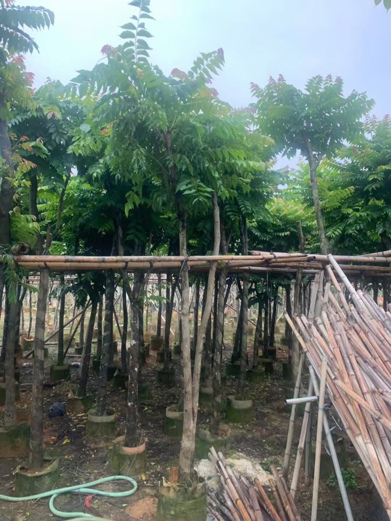麻楝各种规格大量现货供应欢迎来电咨询