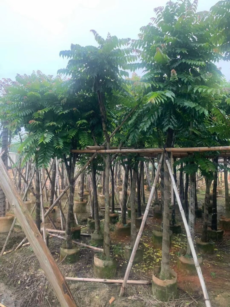 麻楝各种规格大量现货供应欢迎来电咨询