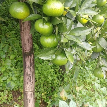 特早蜜橘
