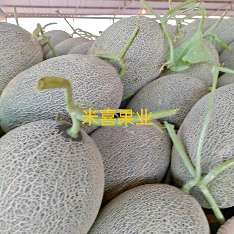 【热卖】海南晓蜜25哈密瓜，个大瓜甜，供应电商货量充足