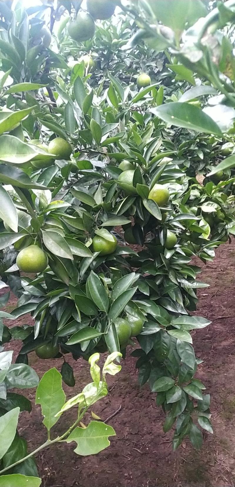 特早蜜橘