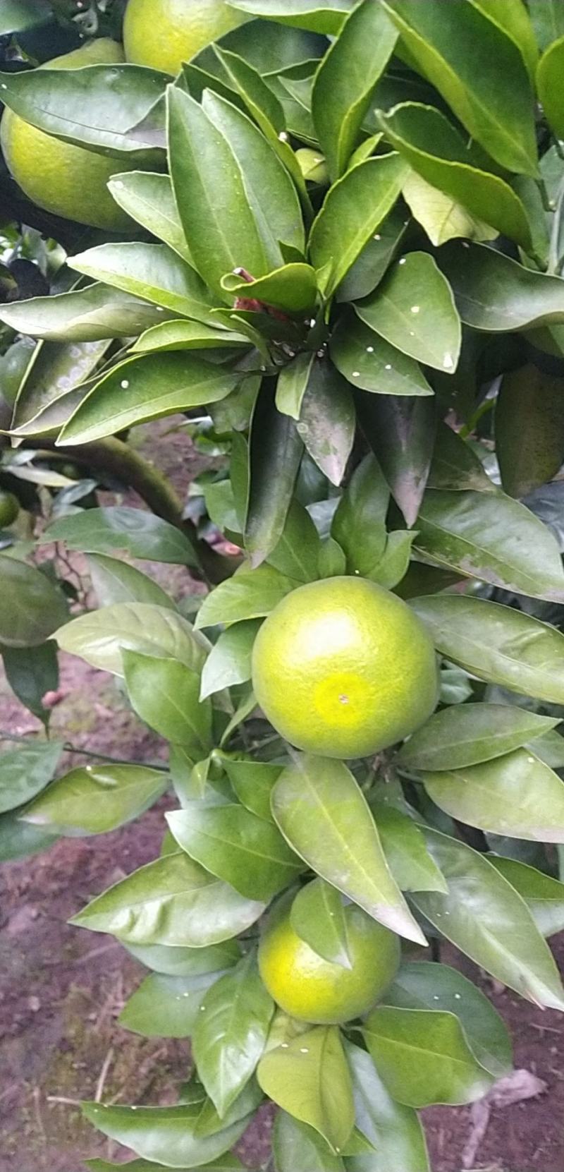 特早蜜橘