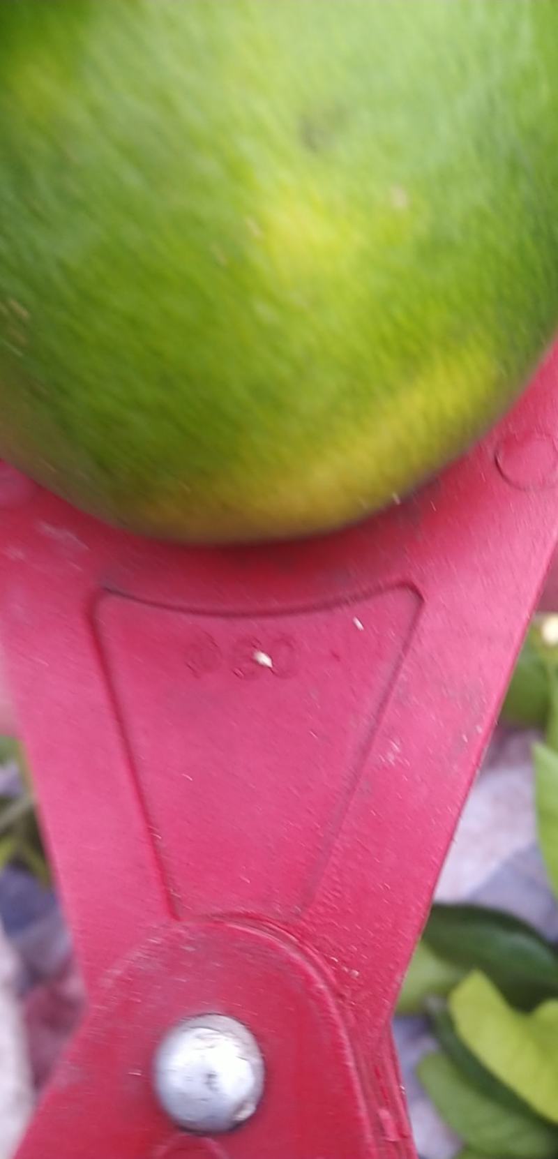 特早蜜橘