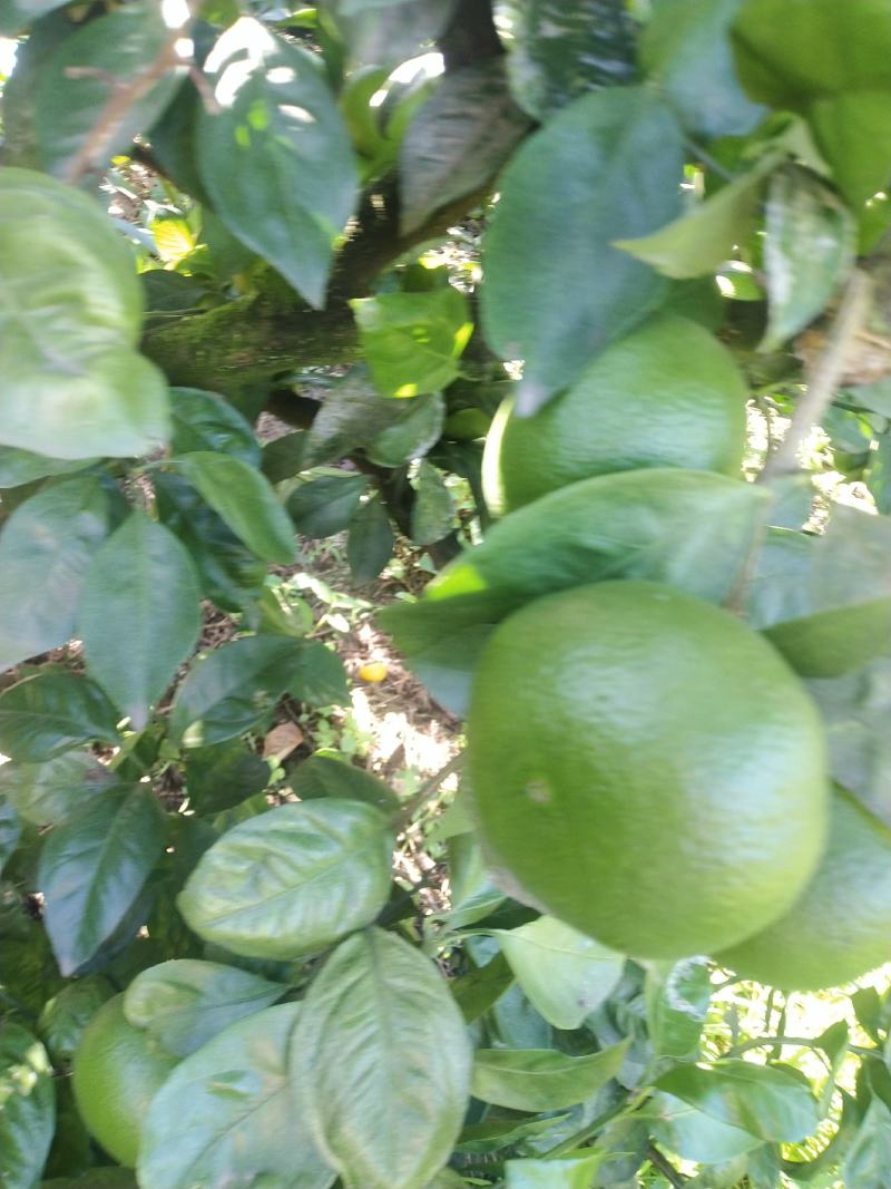 特早蜜橘
