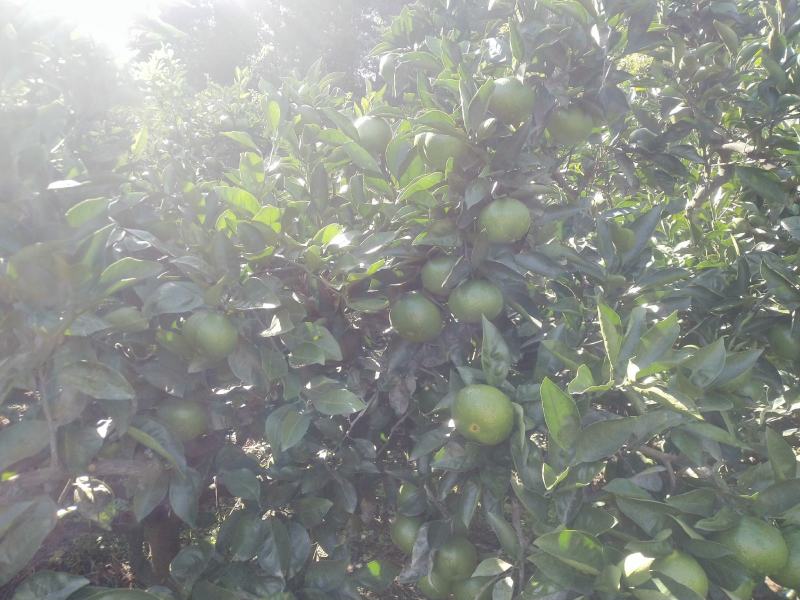 特早蜜橘
