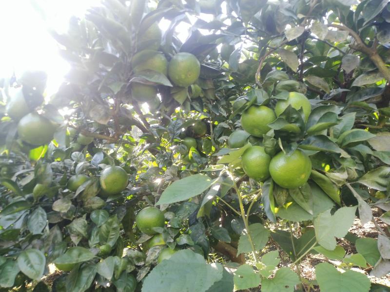 特早蜜橘