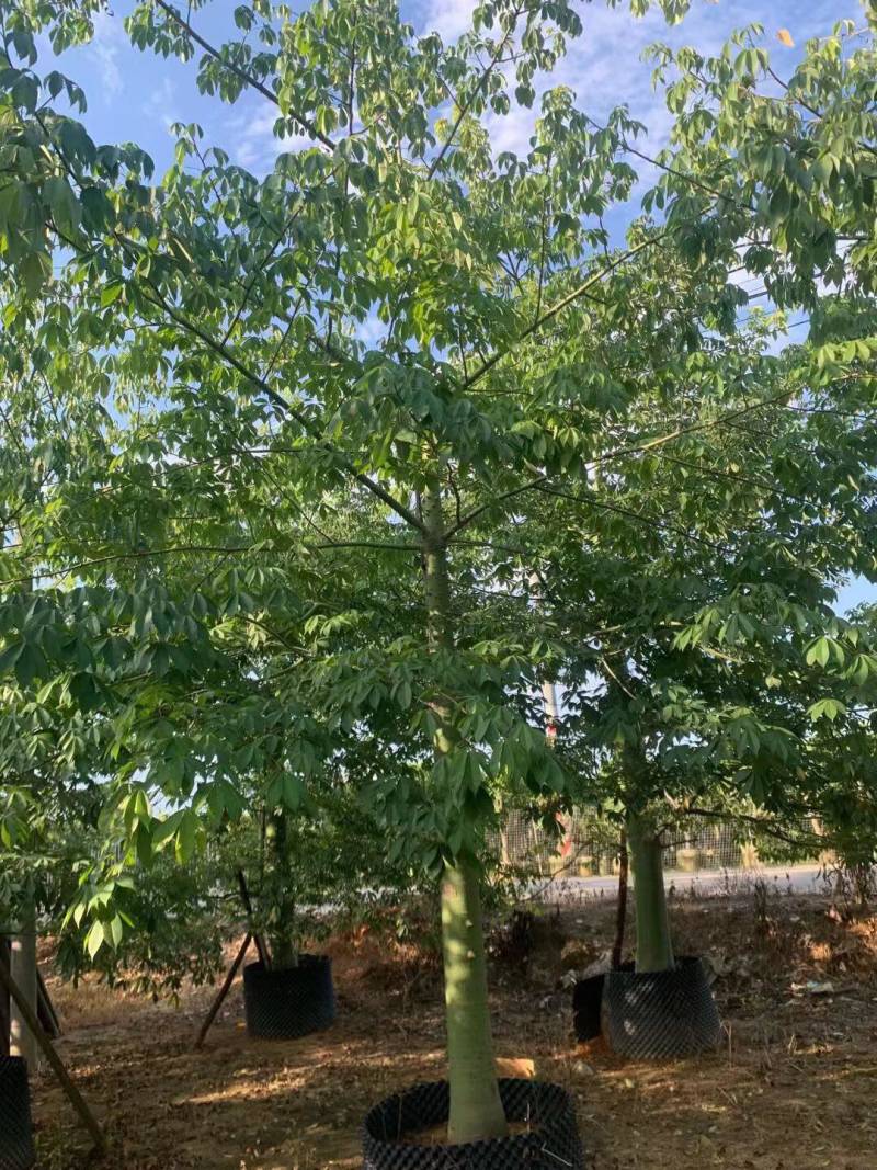 美丽异木棉各种规格大量现货欢迎来咨询