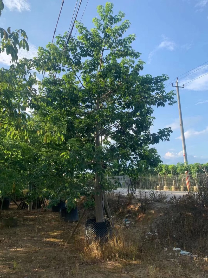 美丽异木棉各种规格大量现货欢迎来咨询