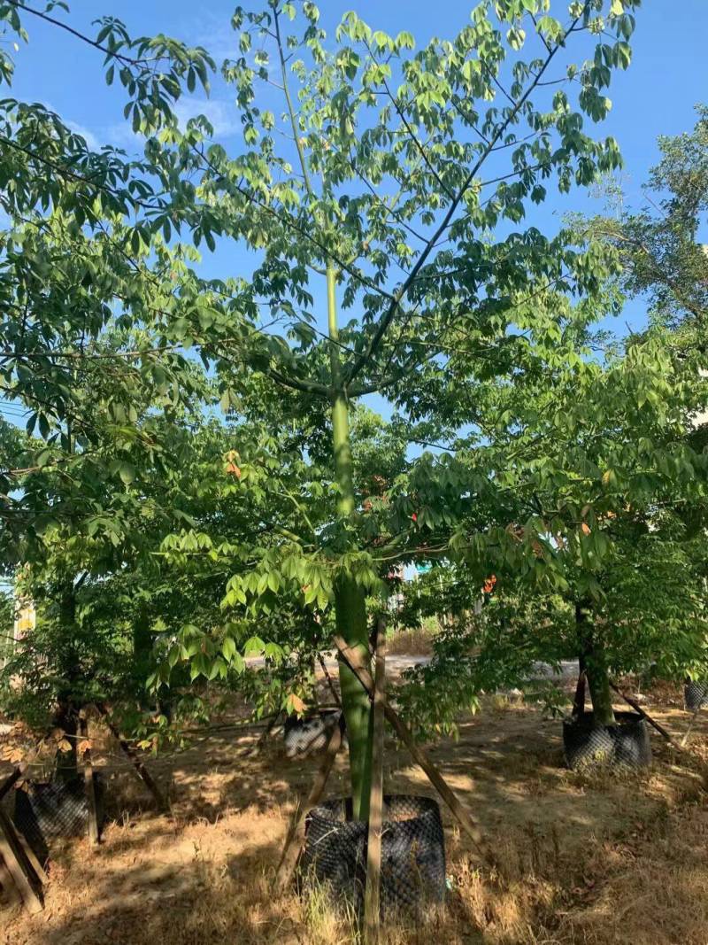 美丽异木棉各种规格大量现货欢迎来咨询