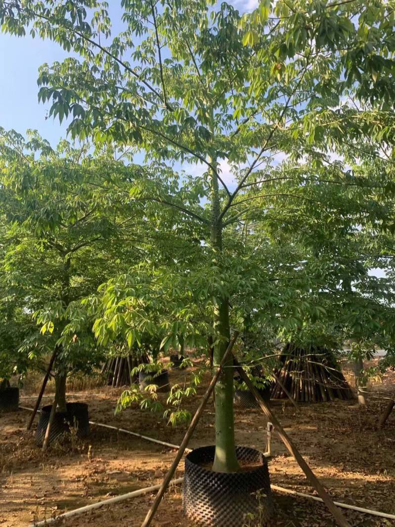 美丽异木棉各种规格大量现货欢迎来咨询