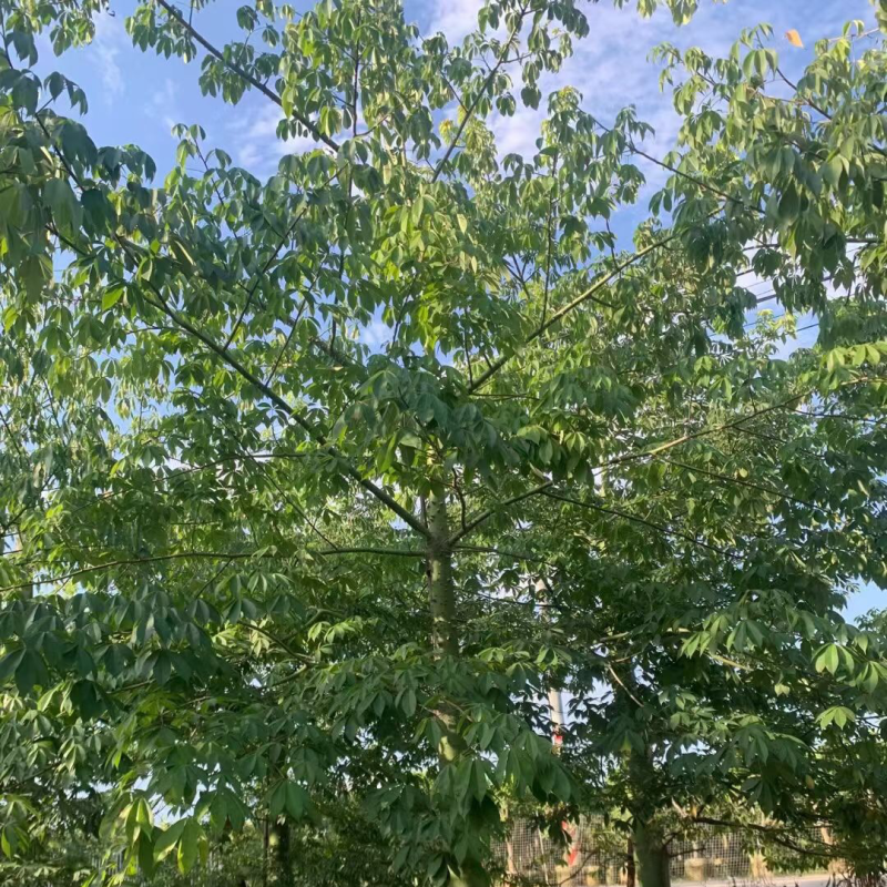 美丽异木棉各种规格大量现货欢迎来咨询