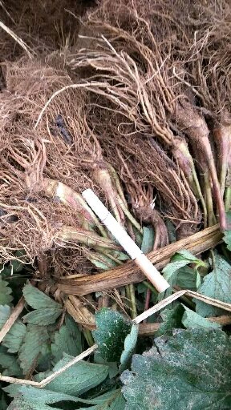 建德红草莓苗，高产，特早熟，高抗病，甜度高，硬度大