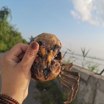 盘锦本地六月黄河蟹批发零售