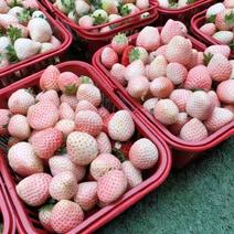 粉玉草莓苗，高产特早熟白草莓品种中推荐合适品种