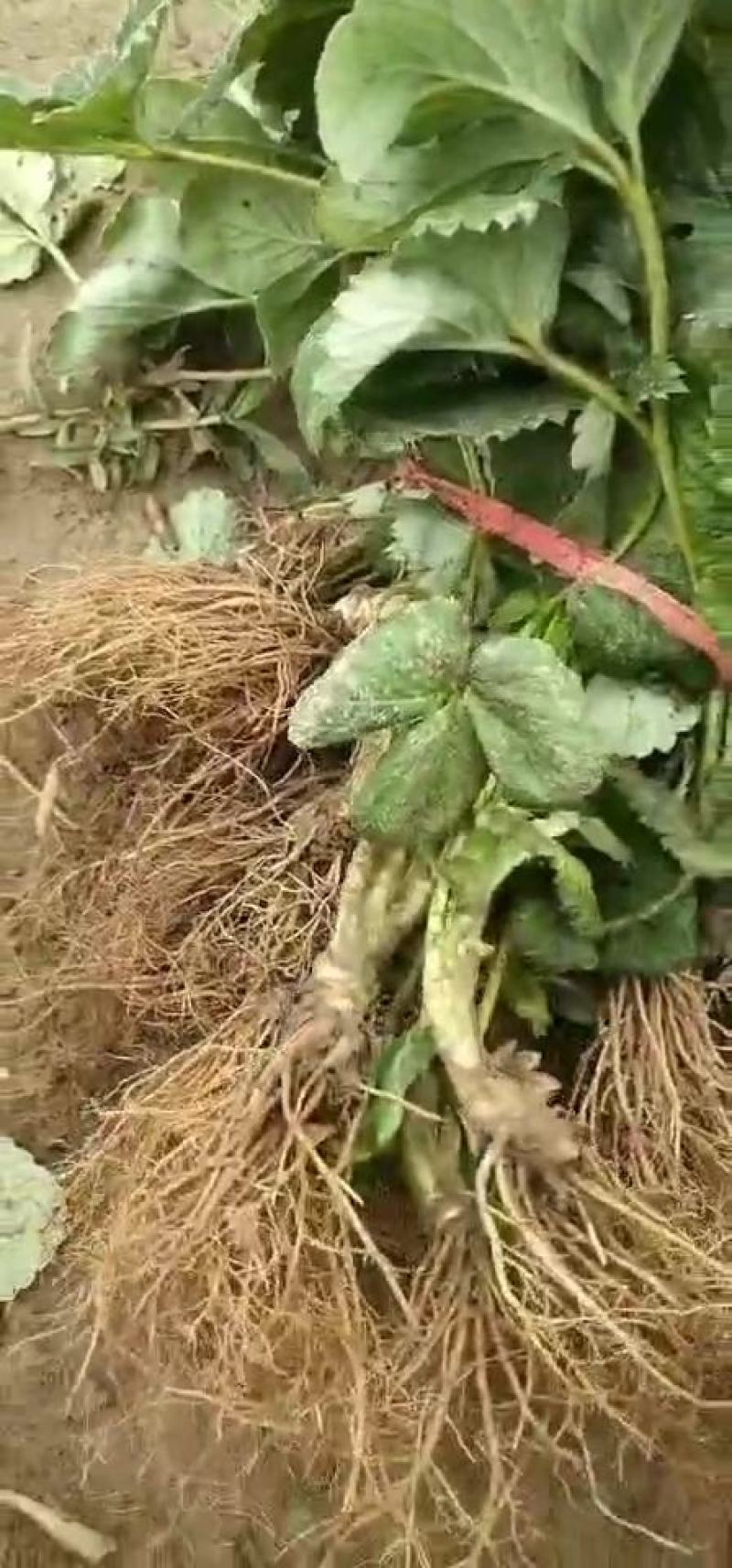 粉玉草莓苗，高产特早熟白草莓品种中推荐合适品种