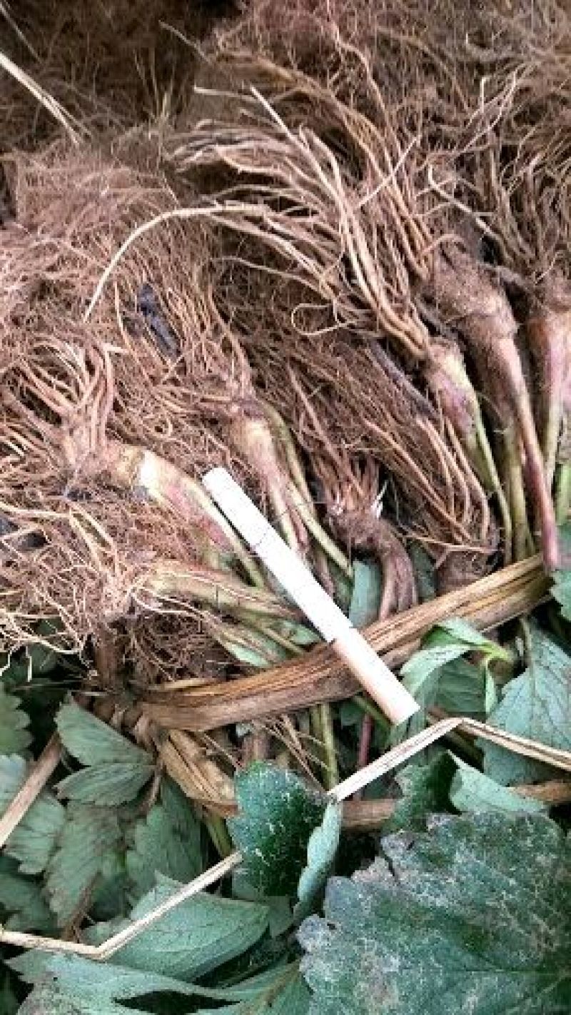 粉玉草莓苗，高产特早熟白草莓品种中推荐合适品种