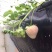 粉玉草莓苗，高产特早熟白草莓品种中推荐合适品种