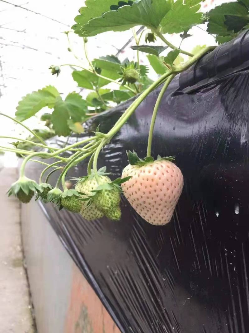 粉玉草莓苗，高产特早熟白草莓品种中推荐合适品种