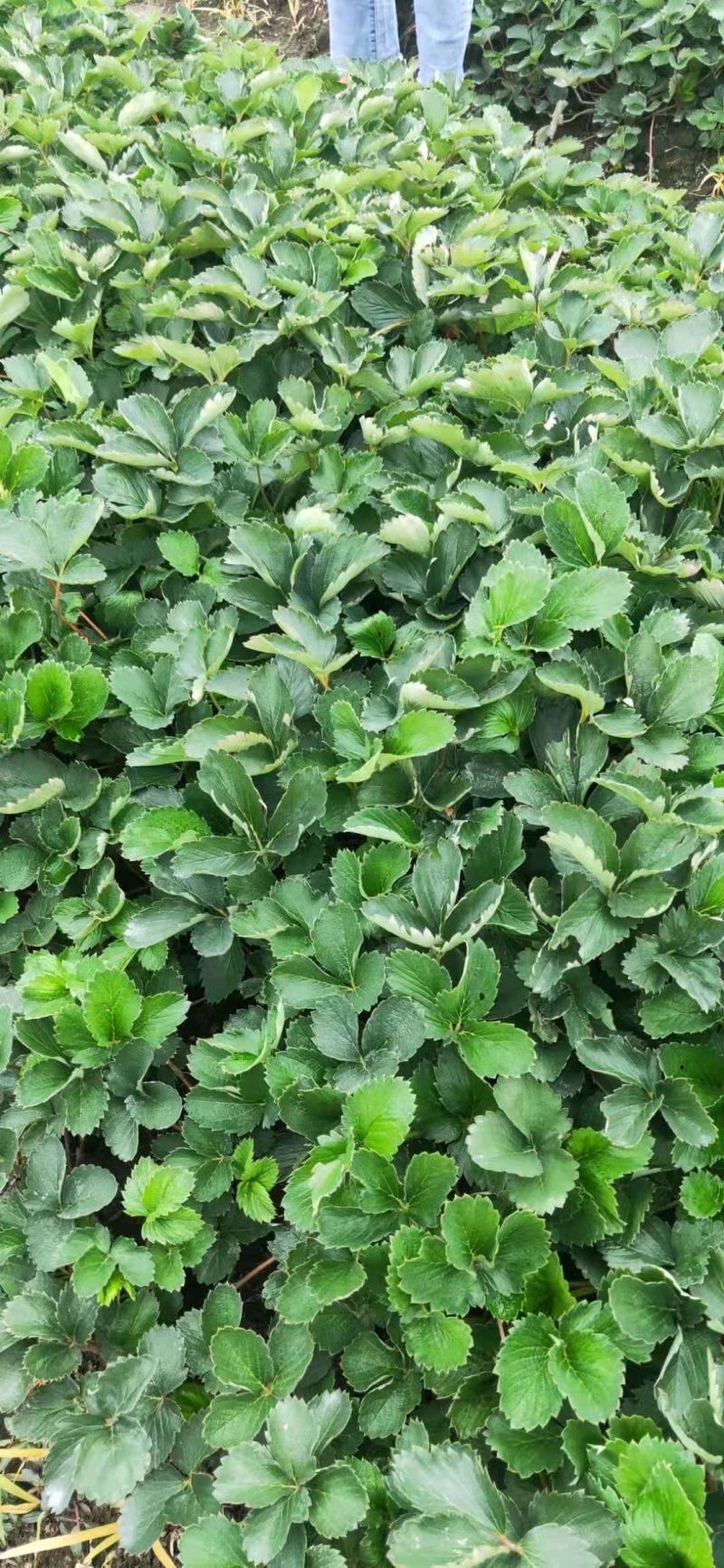 粉玉草莓苗，高产特早熟白草莓品种中推荐合适品种